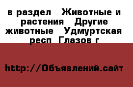  в раздел : Животные и растения » Другие животные . Удмуртская респ.,Глазов г.